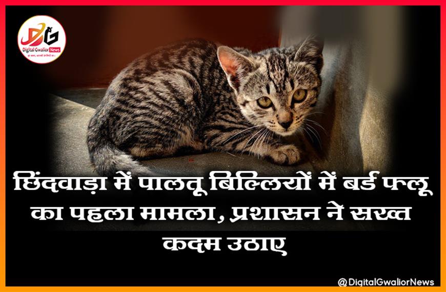 छिंदवाड़ा